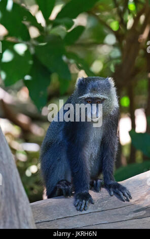 Singe bleu africains Banque D'Images