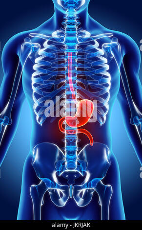 3D illustration de l'estomac, une partie de l'anatomie du système digestif, détail. Banque D'Images