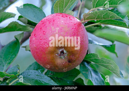 Sur Apple Tree, Basse-Saxe, Allemagne / (Malus domestica) | Apfel am Baum, Altes Land, Niedersachsen, Deutschland Banque D'Images