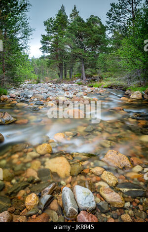 Courant Rapide de la rivière de montagne découlant de la montagnes de Cairngorm, à travers la forêt, dans les Highlands écossais Banque D'Images