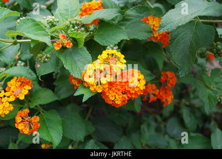 Lantana (Lantana camara commun) des fleurs orange blossom. Banque D'Images