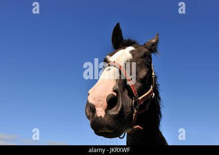 Cute horse in front of camera Banque D'Images