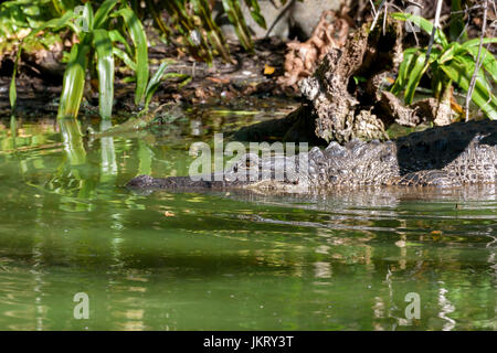 Alligator Alligator mississippiensis) (Big Cypress Bend, Fakahatchee Strand, Florida, USA Banque D'Images