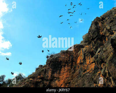 Une volée d'oiseaux voler autour d'une entrée sur une falaise mur, découpé sur un ciel bleu. Banque D'Images