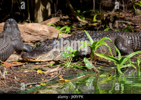 Alligators Alligator mississippiensis (américain), Big Cypress Bend, Fakahatchee Strand, Florida, USA Banque D'Images