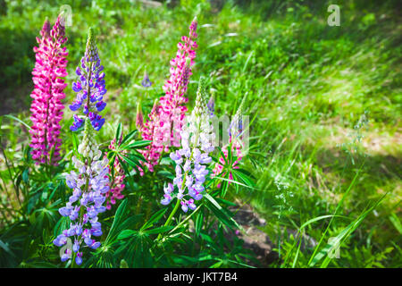 Lupin coloré fleurs sur la prairie en été Banque D'Images