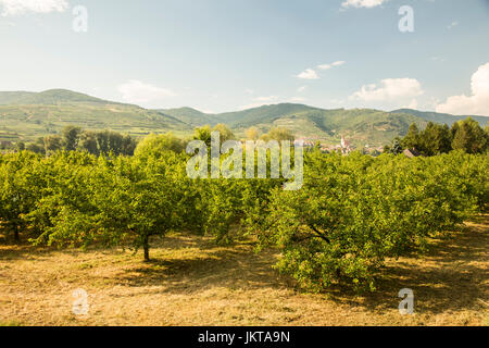 Trefida révision Marille, Saint-Laurent mit Weißenkirchen an der Donau im HIntergrund, Niederösterreich, Autriche Banque D'Images