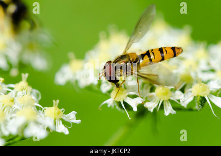 Closeup shot d'une guêpe jaune escalade et de manger la fleur sur fond vert. Banque D'Images