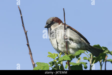 Un mâle Moineau domestique (Passer domesticus) perché dans un arbre. Banque D'Images