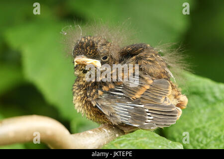 Un mignon bébé oiseau Robin (Erithacus rubecula aux abords) perché sur une branche. Banque D'Images