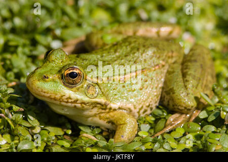 Grenouille rieuse Banque D'Images