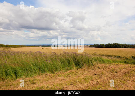 Couper l'herbe avec des fleurs de chardon à côté d'un champ de blé mûr surplombant la vallée de York sous un ciel d'été bleu dans le Yorkshire Wolds Banque D'Images