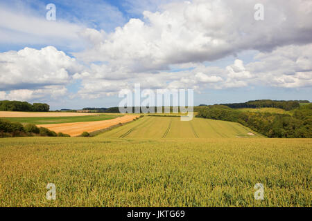 La production de blé complet dans le pittoresque paysage agricole du Yorkshire Wolds sous un ciel d'été bleu Banque D'Images