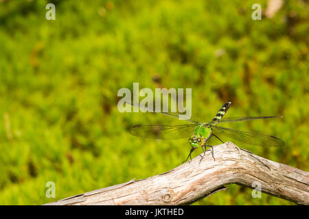Un gros plan d'un Pondhawk Banque D'Images