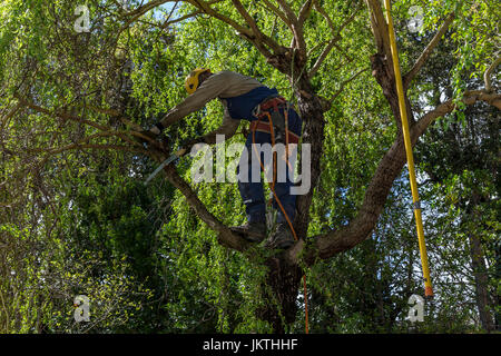 Coupe-arbre, branche d'arbre, la branche de l'arbre de fraisage, Corkscrew willow tree, de soins des arbres, marchand, ville de Novato, comté de Marin, en Californie Banque D'Images