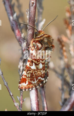 Close-up de belles ailes jaunes (la myrtilli) papillon se reposant sur la bruyère à Ash varie à Surrey, UK Banque D'Images