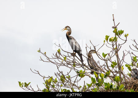 Dard Oriental ou snakebird oiseau (Anhinga melanogaster) dans la nature, la Thaïlande Banque D'Images