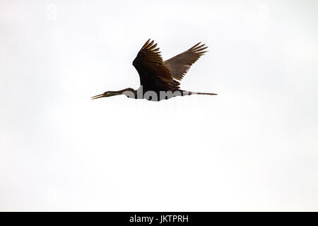 Dard Oriental ou snakebird oiseau (Anhinga melanogaster) dans la nature, la Thaïlande Banque D'Images