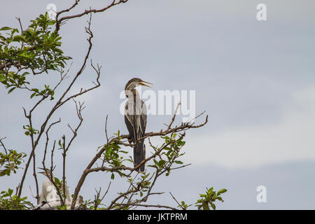 Dard Oriental ou snakebird oiseau (Anhinga melanogaster) dans la nature, la Thaïlande Banque D'Images