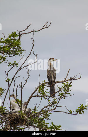 Dard Oriental ou snakebird oiseau (Anhinga melanogaster) dans la nature, la Thaïlande Banque D'Images