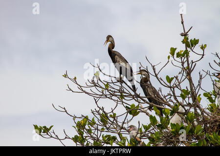 Dard Oriental ou snakebird oiseau (Anhinga melanogaster) dans la nature, la Thaïlande Banque D'Images