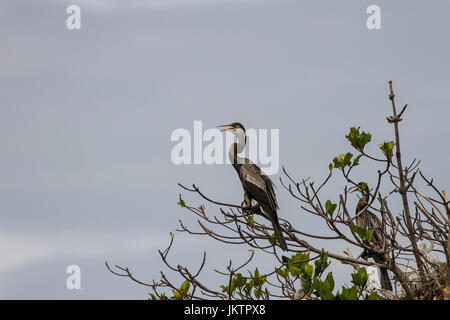 Dard Oriental ou snakebird oiseau (Anhinga melanogaster) dans la nature, la Thaïlande Banque D'Images