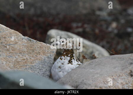 Le lagopède alpin (Lagopus muta) cachant parmi les roches montrant le début de l'été les couleurs, près de Arviat, Nunavut Banque D'Images
