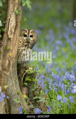 Chouette hulotte perchée sur une branche en bois bluebell peeking autour d'un arbre Banque D'Images