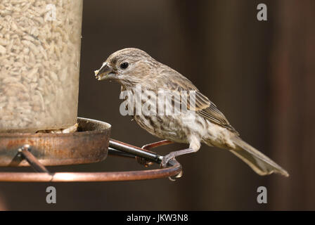 Roselin familier (femme Haemorhous mexicanus) de manger d'un backyard bird feeder. Banque D'Images