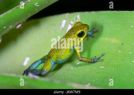 Grenouille Poison granulaire, "Oophaga granulifera"-formulaire jaune-Costa Rica Banque D'Images