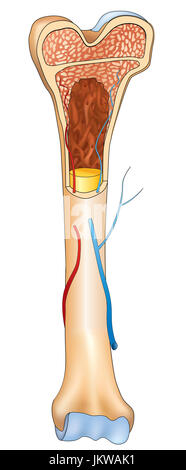 Détails de la structure osseuse, l'anatomie humaine signe médical. Banque D'Images