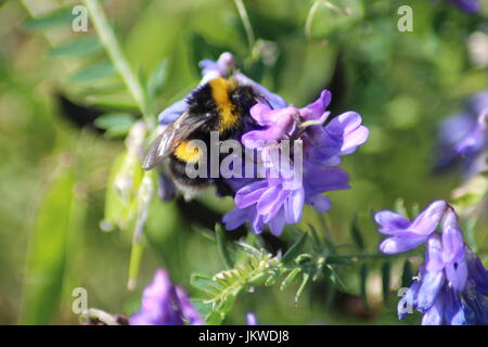 Bourdon sur fleur Banque D'Images