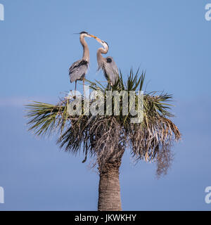 Ces grands hérons crossing projets de loi ont été la construction d'un nid au sommet d'un palmier dans les zones humides de Viera en Floride, USA. Banque D'Images