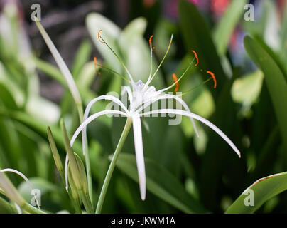 White Spider Lily. Sauvages à Punta Cana, République dominicaine. Banque D'Images