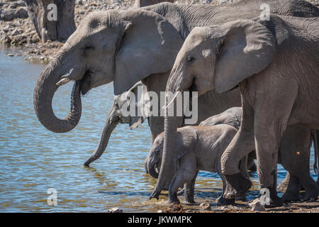 Troupeau d'éléphants au waterhole, Etosha National Park, Namibie, Afrique Banque D'Images