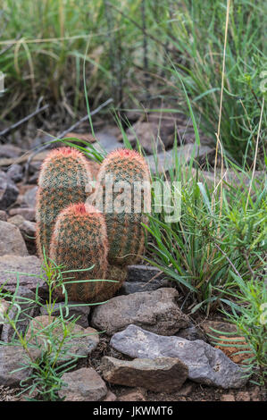 Cactus arc-en-ciel dans la région de Big Bend National Park Banque D'Images