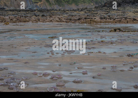 Jelly fish morts échoués sur beach Banque D'Images