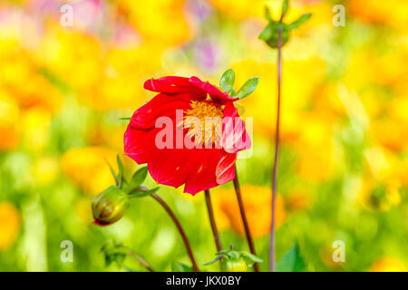 Fleur dahlia rouge Image avec centre jaune Banque D'Images