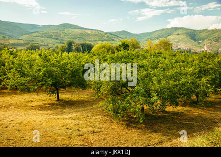 Trefida révision Marille, Saint-Laurent mit Weißenkirchen an der Donau im HIntergrund, Niederösterreich, Autriche Banque D'Images