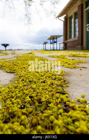 Plantes jaune partout. Banque D'Images