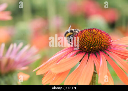 Bombus lucorum. White Tailed bumblebee se nourrissant d'un Echinacea 'Hot Summer'. Coneflower Banque D'Images