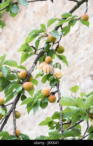 Prunus armeniaca. L'abricot espalier fruité sur un mur en pierre de chalet à Anyho, Northamptonshire, Angleterre. Aynho est connu sous le nom de Apricot Village Banque D'Images