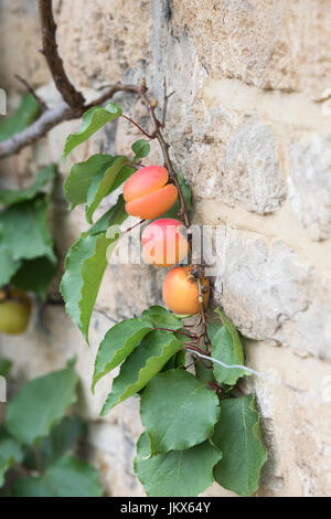 Prunus armeniaca. L'abricot espalier fruité sur un mur en pierre de chalet à Anyho, Northamptonshire, Angleterre. Aynho est connu sous le nom de Apricot Village Banque D'Images