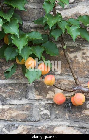 Prunus armeniaca. L'abricot espalier fruité sur un mur en pierre de chalet à Anyho, Northamptonshire, Angleterre. Aynho est connu sous le nom de Apricot Village Banque D'Images