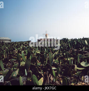 Kaktusfelder vor einer Windmühle auf der Kanarischen Insel Lanzarote, Espagne années 80 er Jahre. Les champs de cactus en face d'un moulin à l'île canarienne de Lanzarote, Espagne 80. Banque D'Images