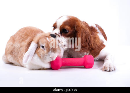 Les amis des animaux. Animal ennemis ou véritable amitié peut être vrai ? Chien et lop lapin ensemble. Cavalier King Charles Spaniel photos. Banque D'Images