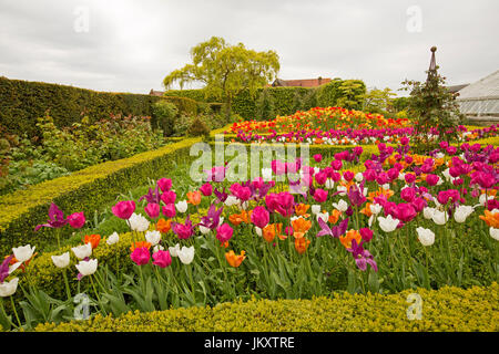 Jardin avec fleurs tulipes plantées en masse, au printemps, dans une superbe gamme de couleurs inc rouge, orange, et blanc, au château d'Arundel, Angleterre Banque D'Images