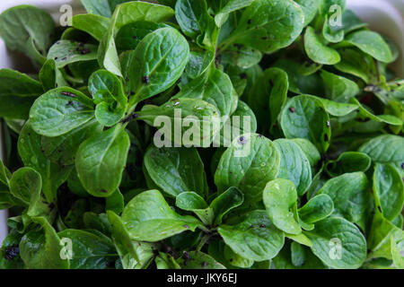 Salade de maïs biologique fraîchement récolté et boueux - Valerianella locusta connu sous le nom de mâche, mache, fetticus nusslisalat, feldsalat, écrou, laitue, r Banque D'Images