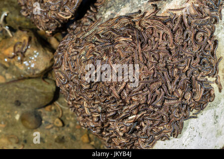 Plusieurs émissions de mille-pattes (Oxidus gracilis) Rassemblement sur un rocher au cours de période d'accouplement, corniches State Park, Iowa, États-Unis Banque D'Images