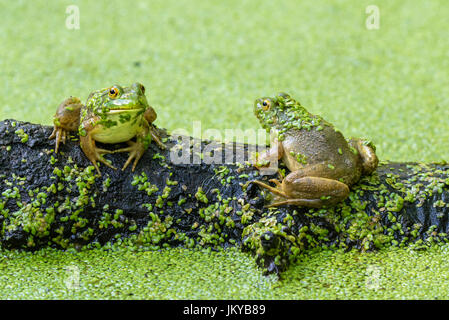 Deux ouaouaouarons américains (Lithobates catesbeianus ou Rana catesbeiana) assis sur un bois pourri dans un lac couvert d'aspersion, Ledges State Park, Iowa, US Banque D'Images
